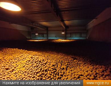 Картофель на складе сельхозпредприятия в буртах, объёмы которого мы вычислили по данным лазерного сканирования